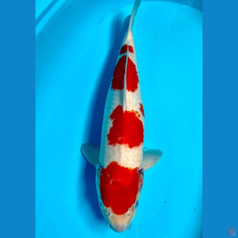 KOHAKU HQ 50BU Male 