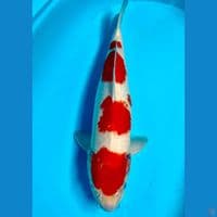 KOHAKU HQ 50BU Male 