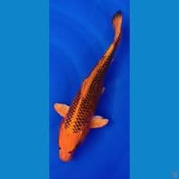 KIN MATSUBA sz 35bu