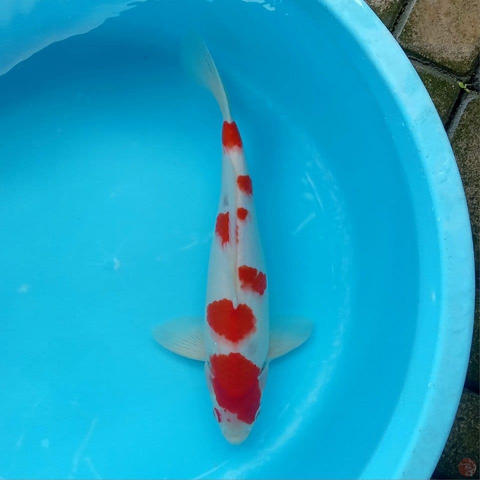 SAKURA KOHAKU MALE 40CM
