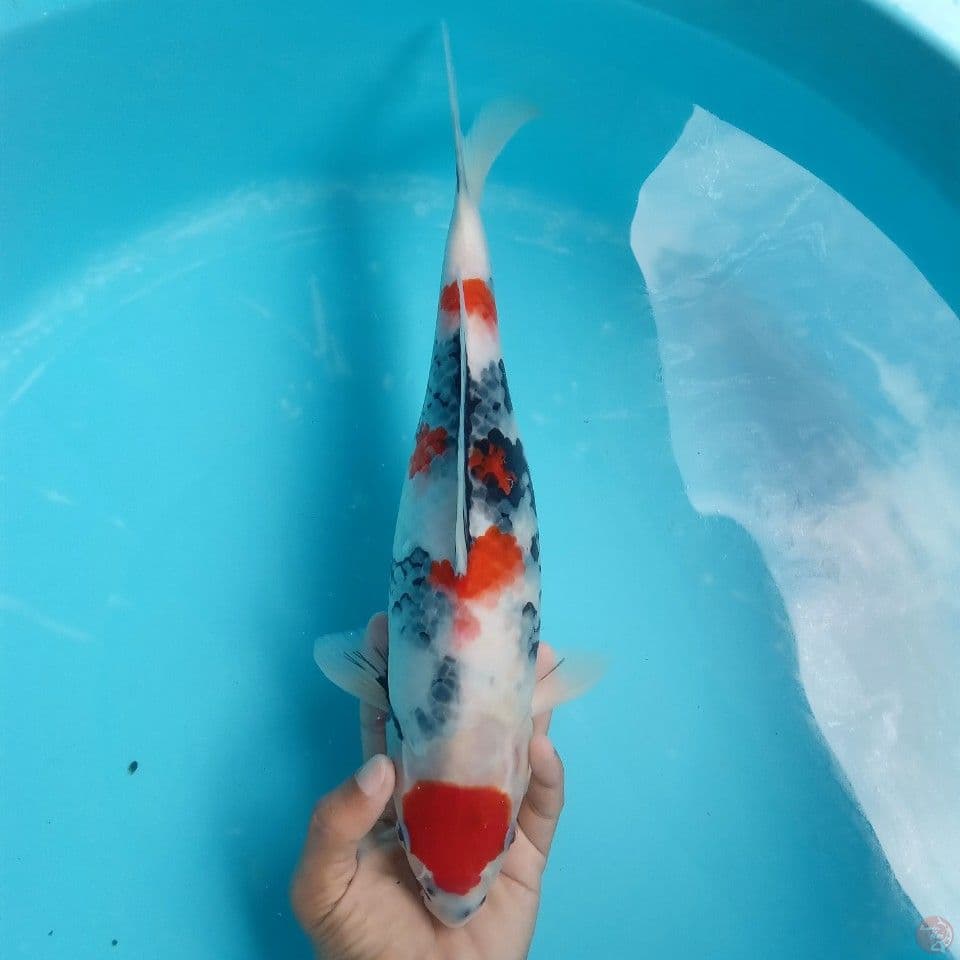 MARUTEN SHOWA 35CM