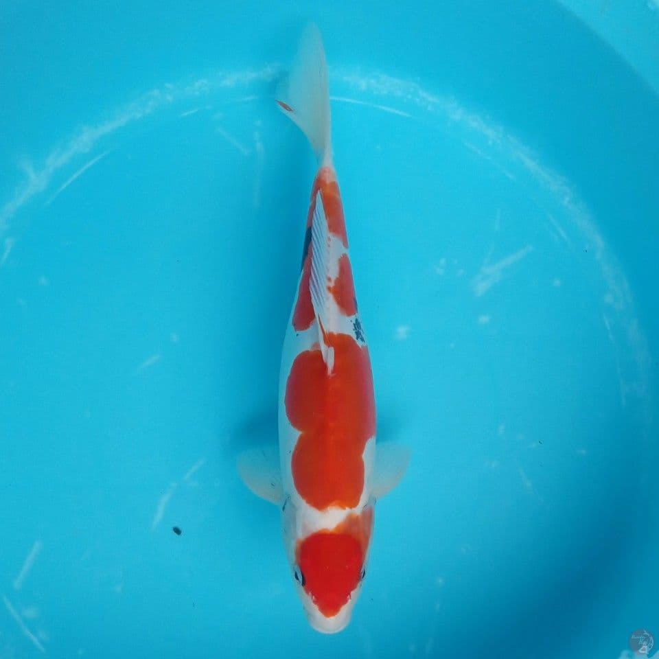 DOITSU SHOWA MALE 40CM