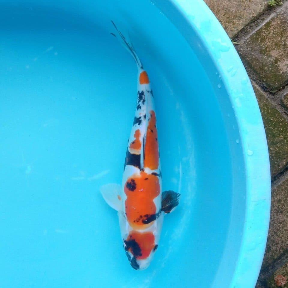 DOITSU SHOWA MALE 35BU