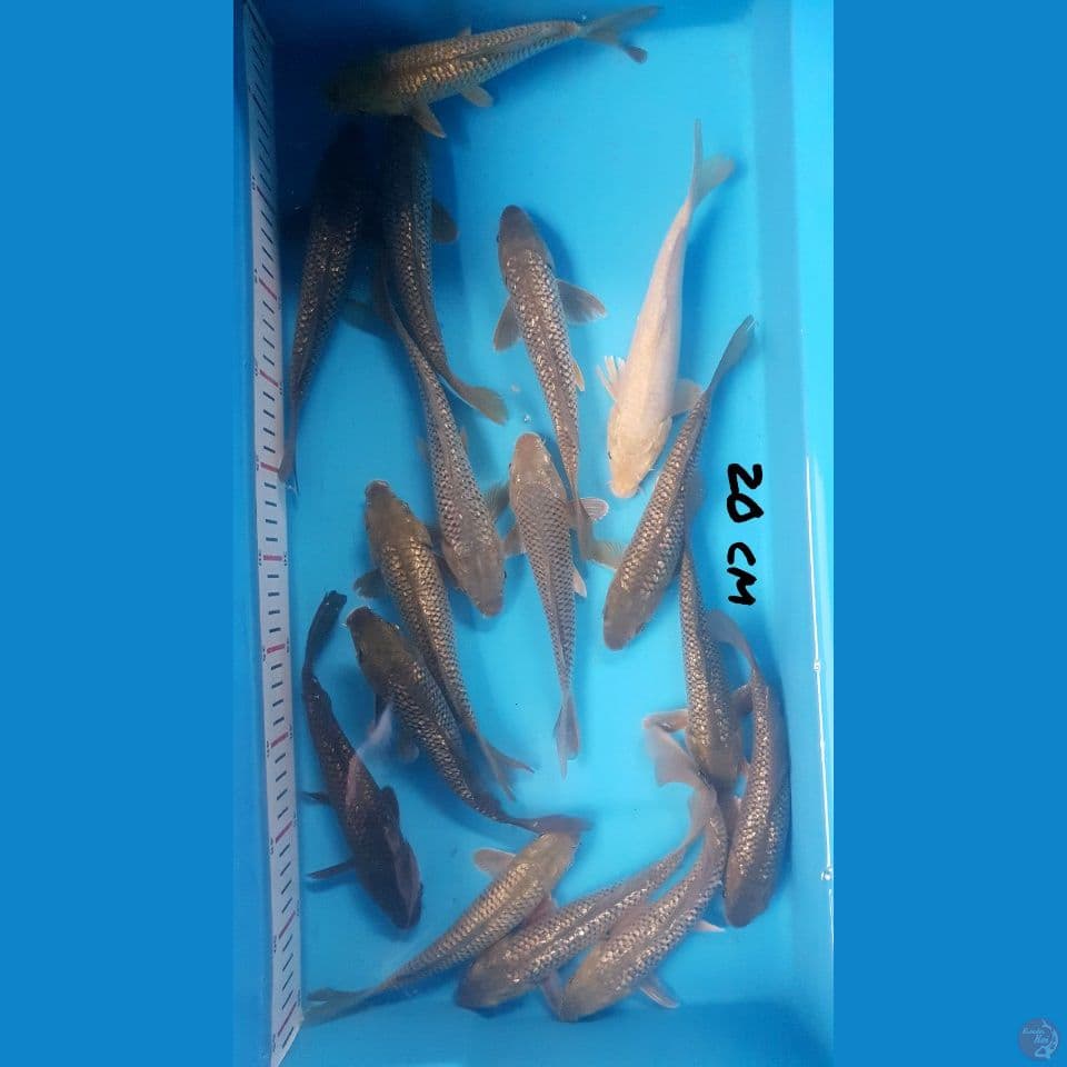 20cm PAKET 16 ekor 