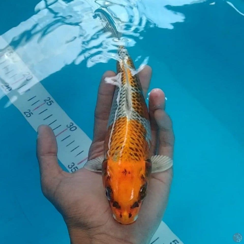 kujaku 24cm male