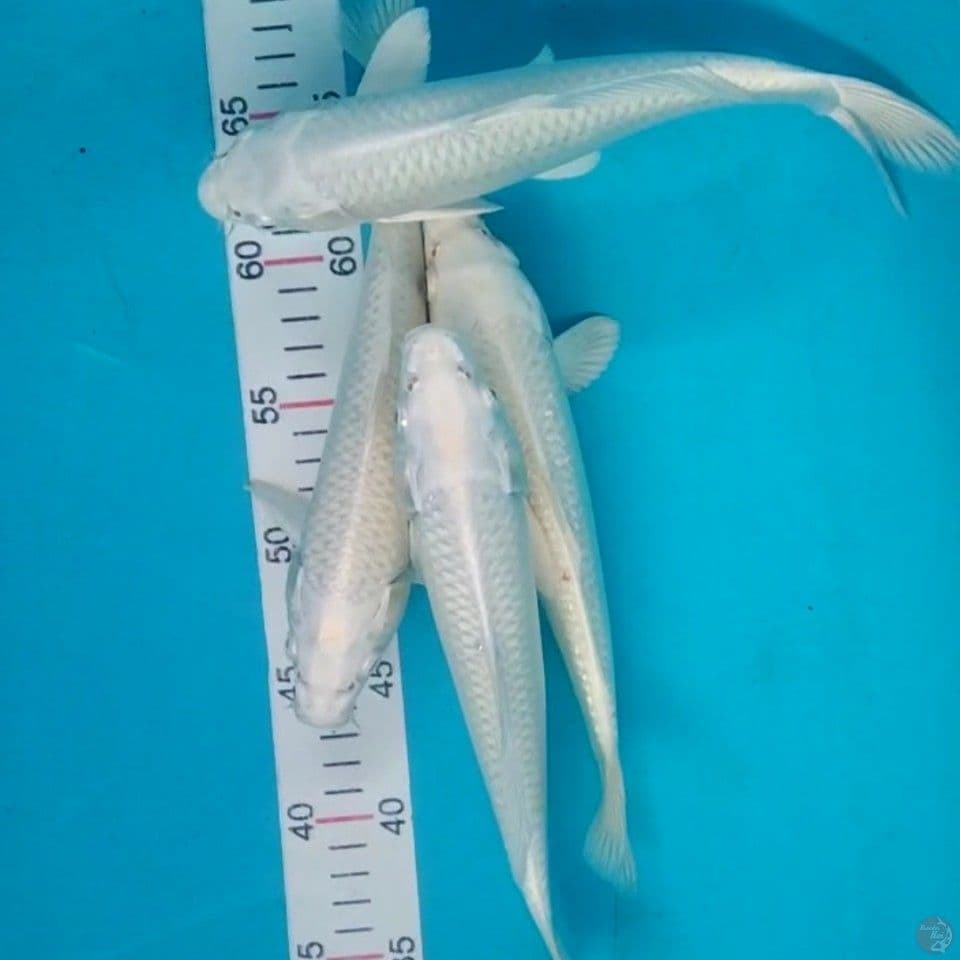 25-27cm 4 ekor