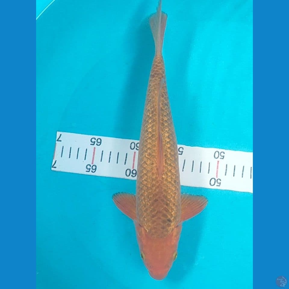 Carmel ginrin 33cm male