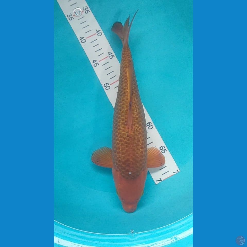 Caramel Salak Ginrin 35cm female 