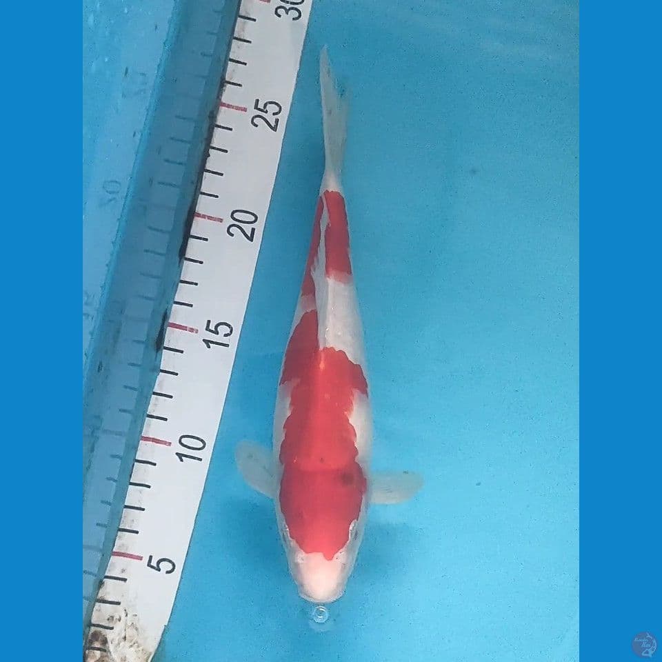 ai goromo 24cm 