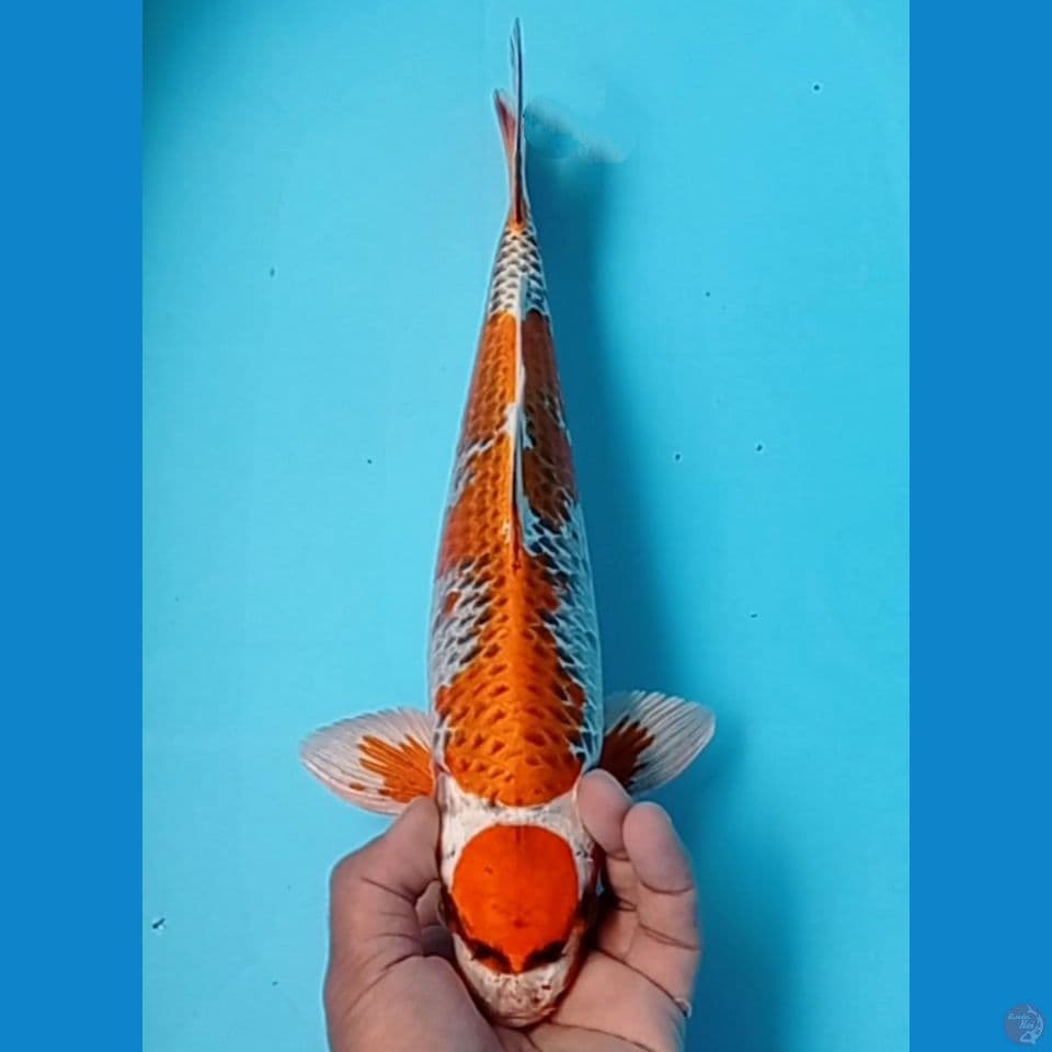 MARUTEN 40CM