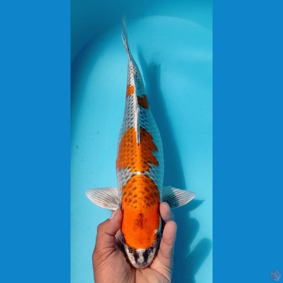 KUJAKU 42CM