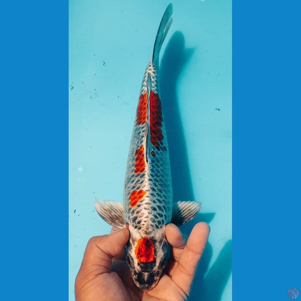 GINGA 32CM