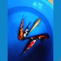 paket mix 5 ekor calon jumbo 21-24-27cm