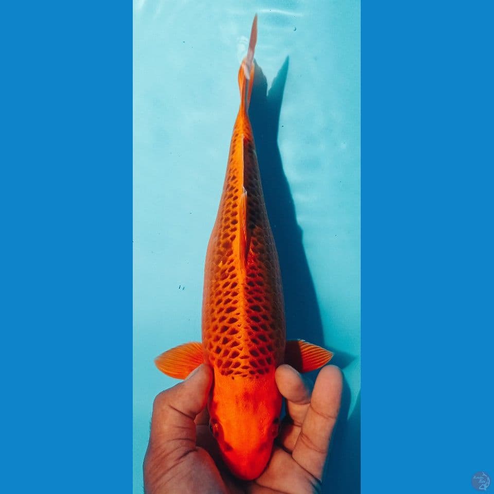 AKA MATSUBA 34CM