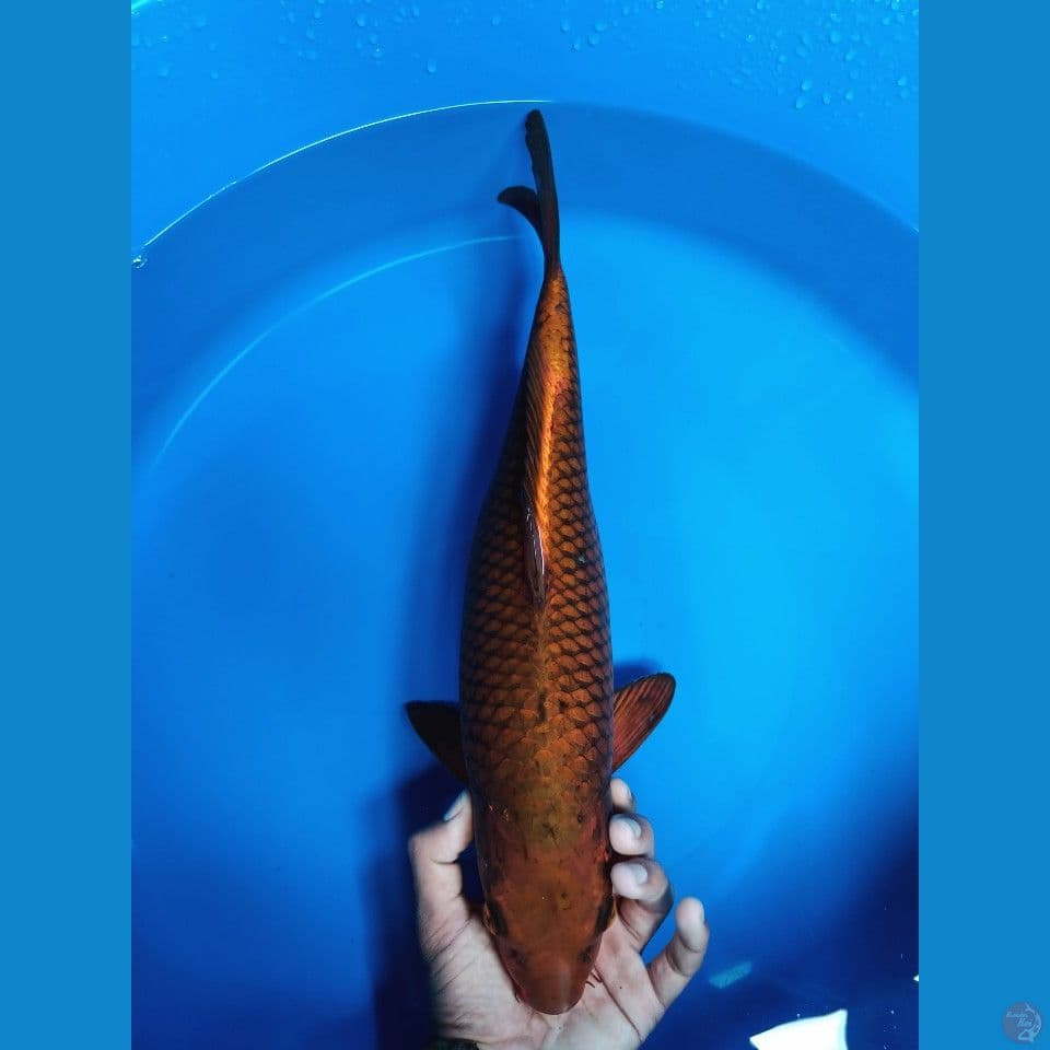 cagoi tembaga betina 43cm
