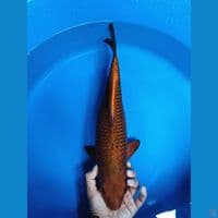 cagoi tembaga betina 43cm