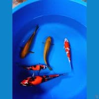 paket mix 5 ekor calon jumbo 20-25-29cm