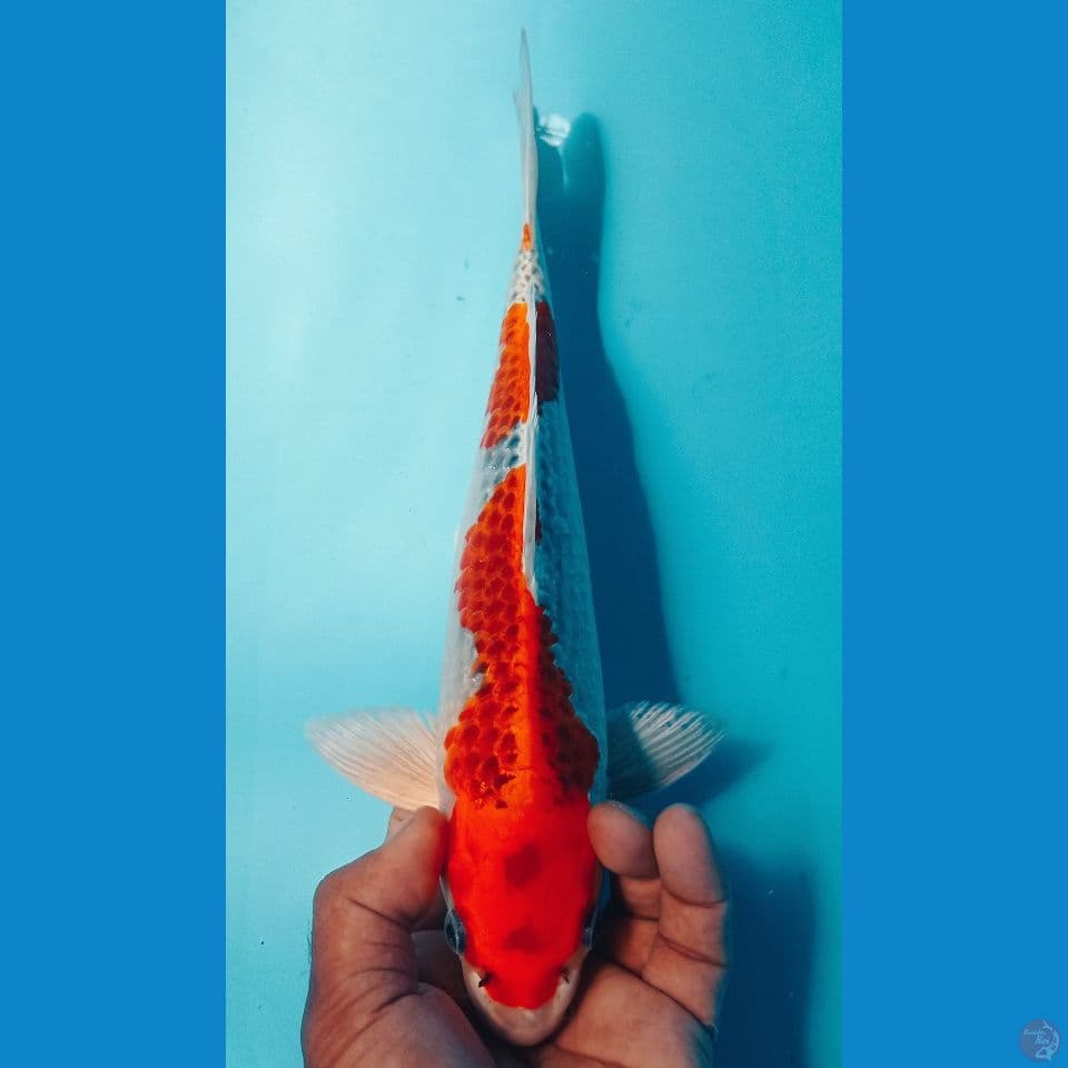 KUJAKU 32CM