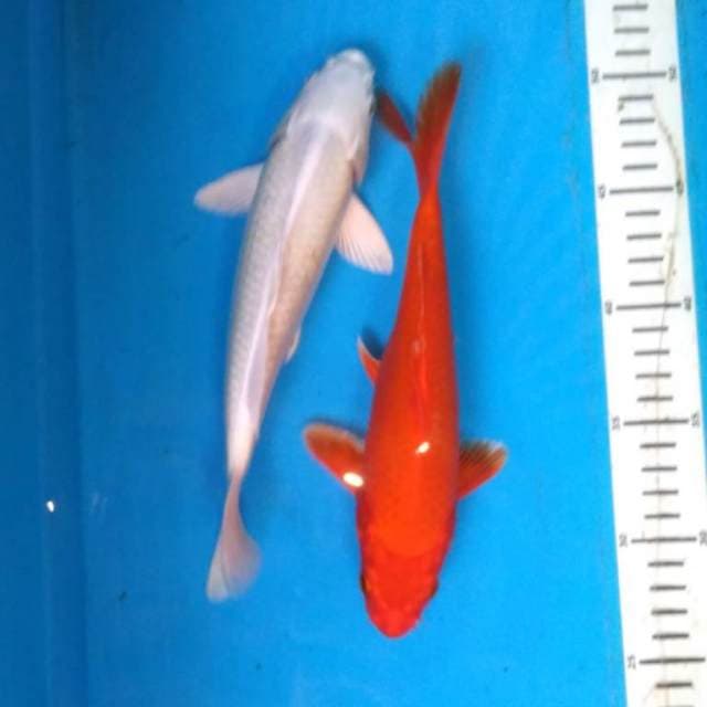 MERAH - PUTIH