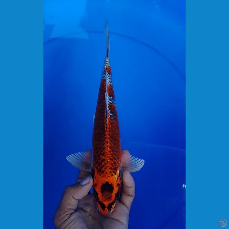 kujaku size : 27 cm.m