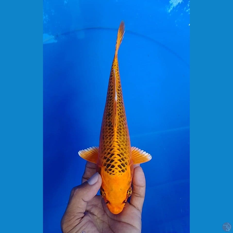 ki matshuba size : 23 cm .m