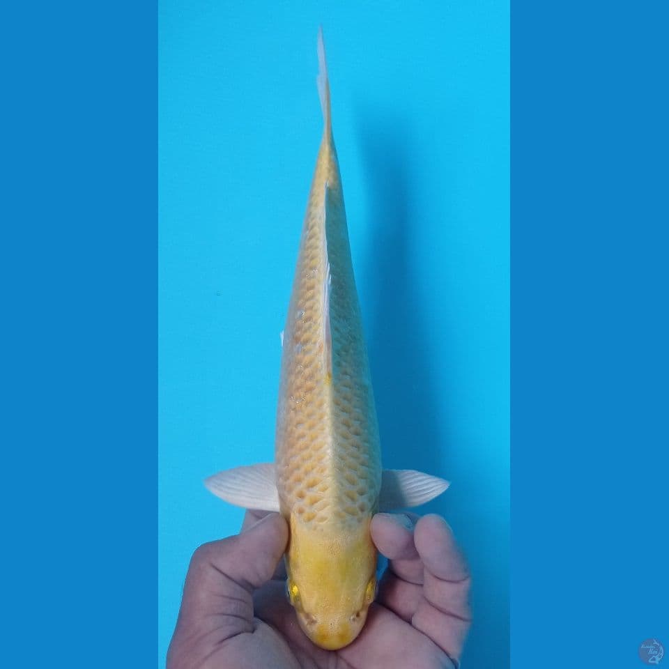 yamabuki 29 cm