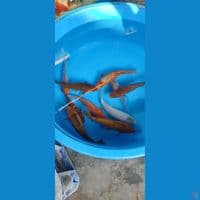 polosan mix 20-23 cm 10 ekor