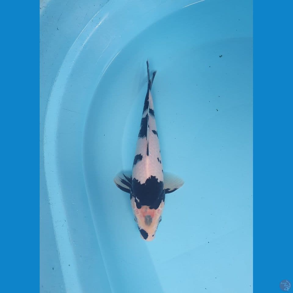 shiro 22cm