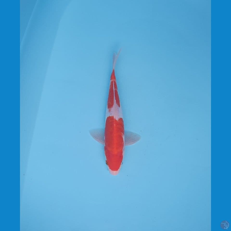 kohaku doitsu