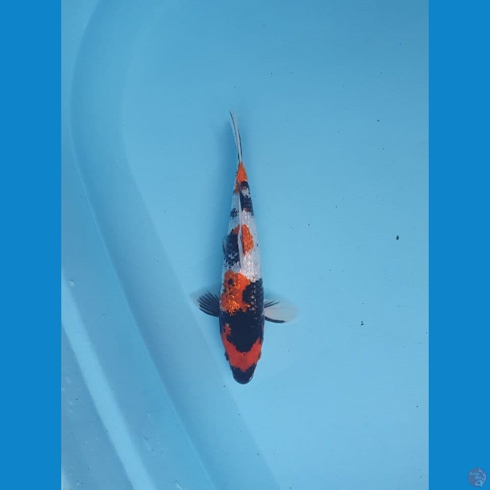 showa ginrin 22cm