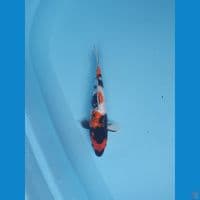 showa ginrin 22cm