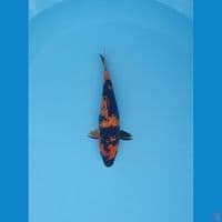 hiutsuri ginrin 22cm