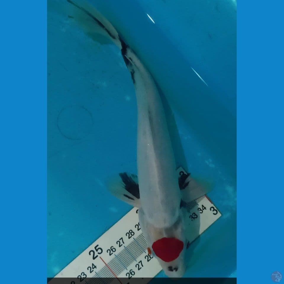 tancho showa tategoi 23 cm