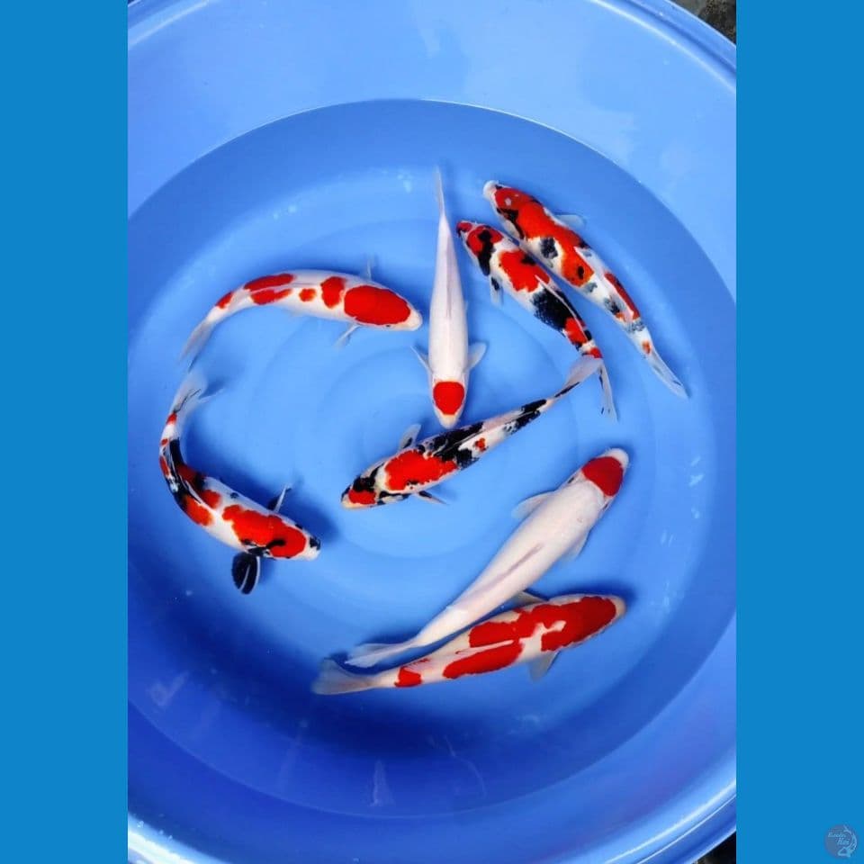 showa kohaku 33-40cm (8ekor)