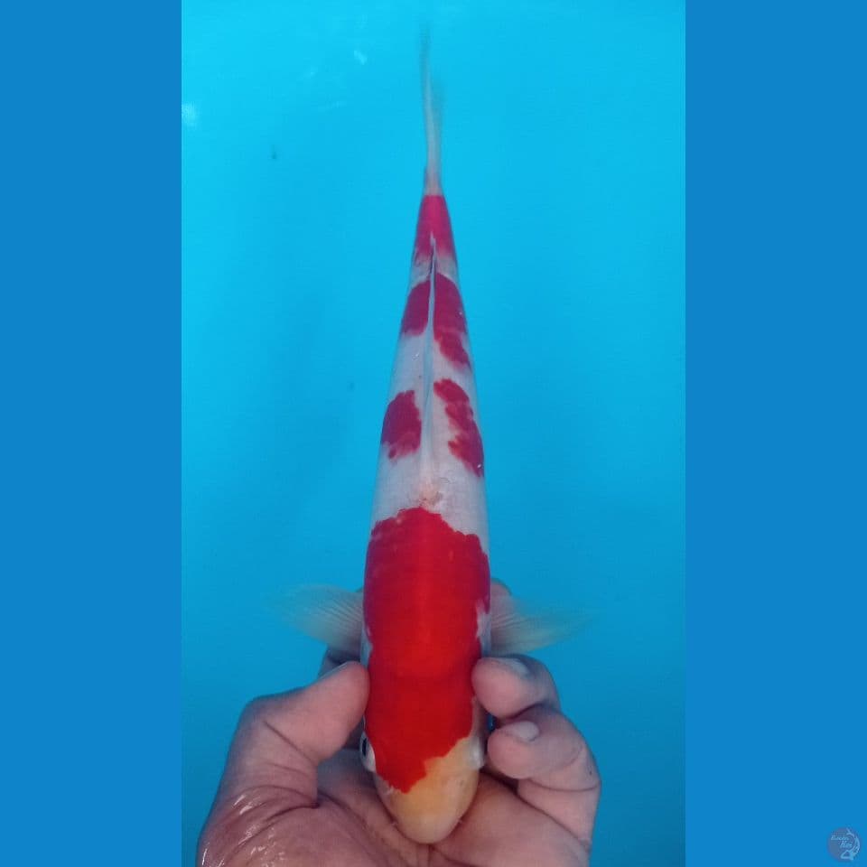 KOHAKU 32
