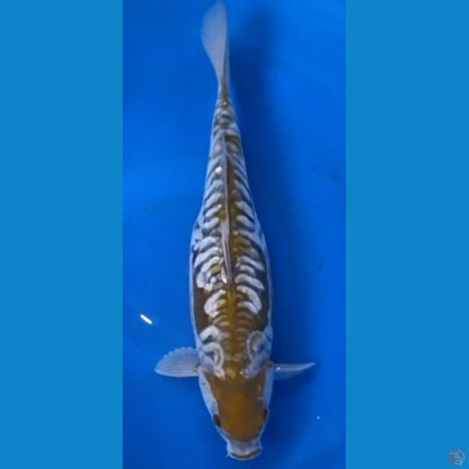 ochiba sisik naga