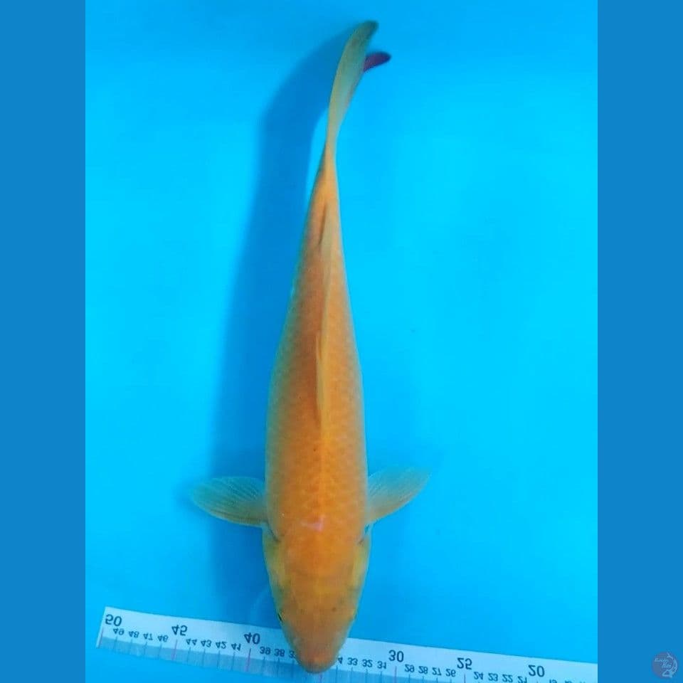 Karashi 44cm male