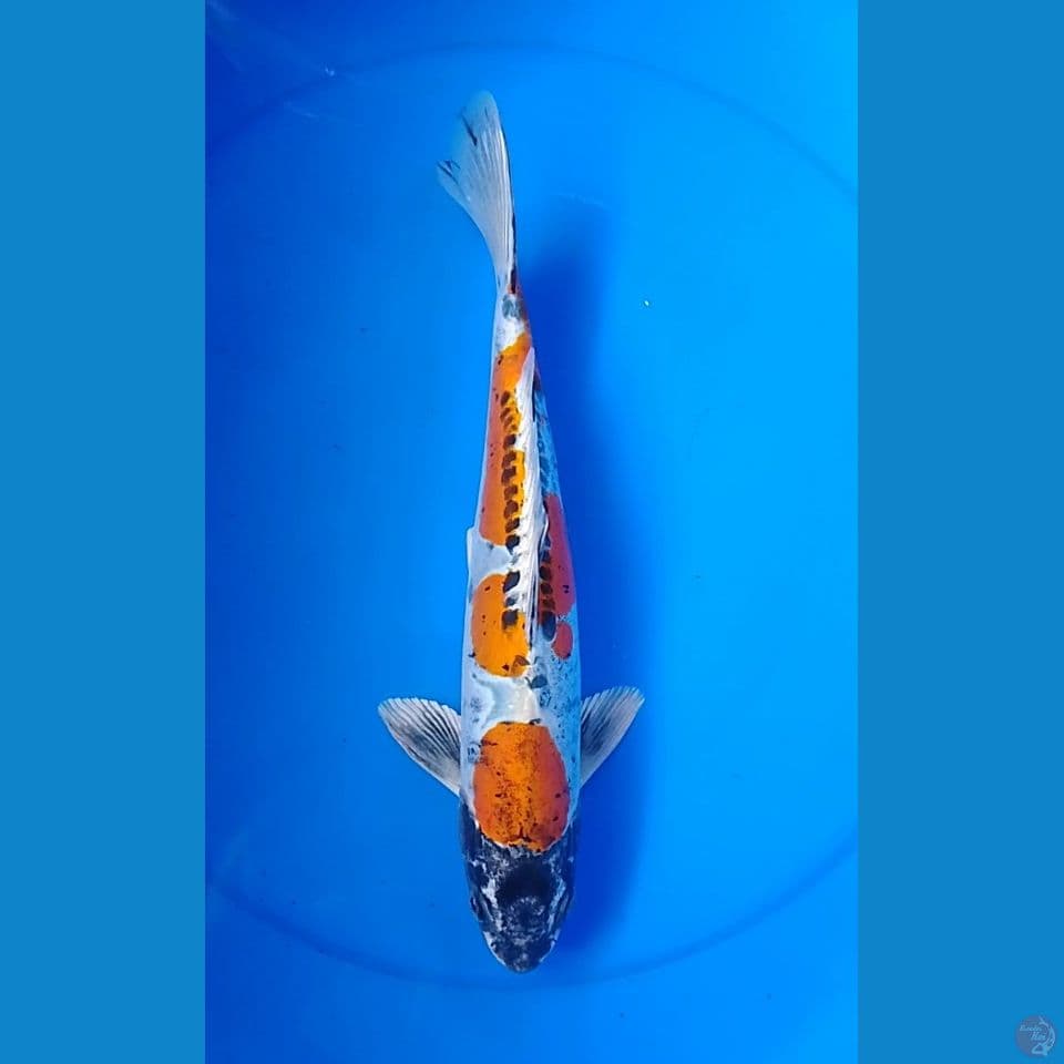 kiko size : 34 cm