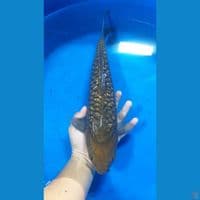 Aragoke Ginrin Chagoi 40 cm (Jantan)