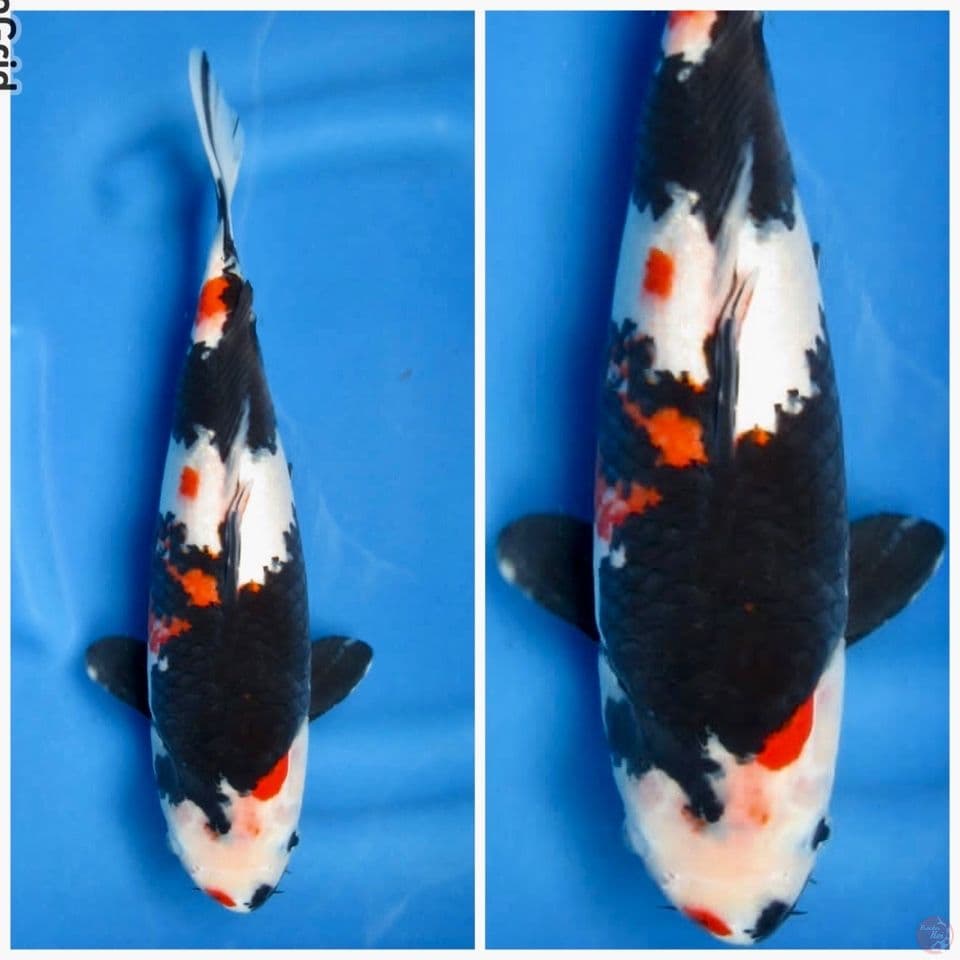 Kindai showa F1 sakai 35cm 