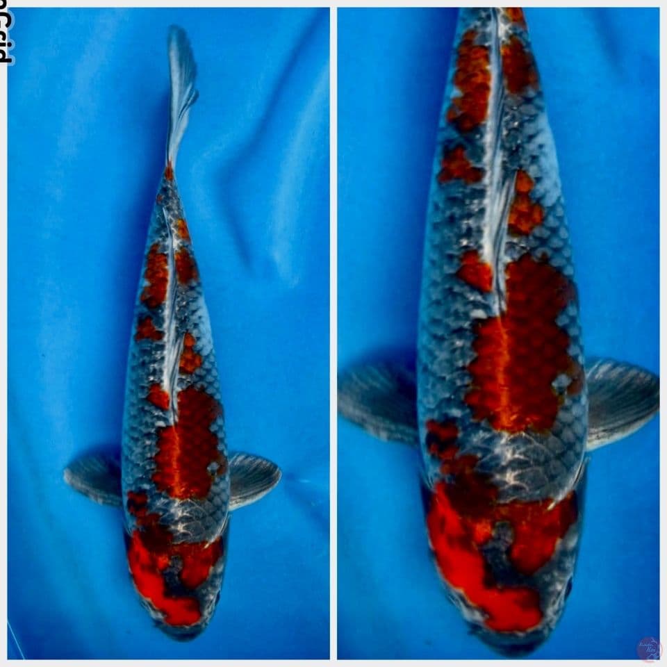 Antikan 39cm 