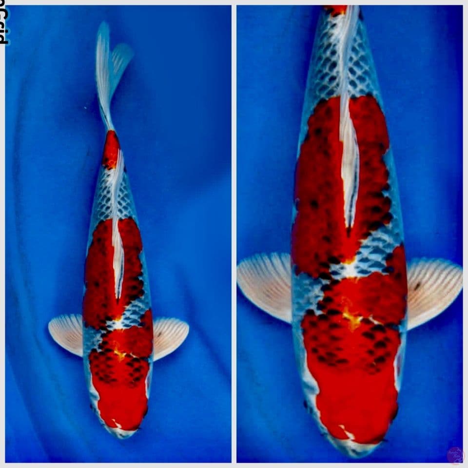 Red Kujaku 38cm male