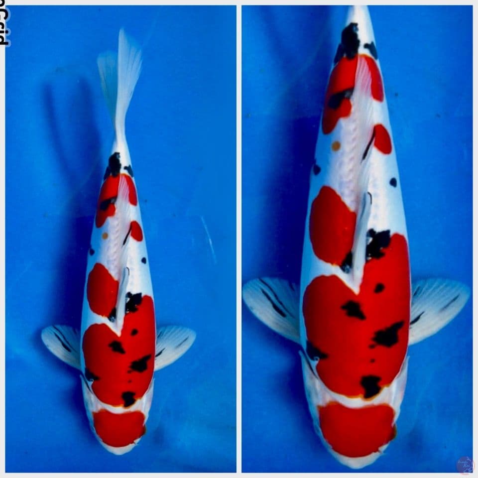 Sanke doitsu murni 31cm 