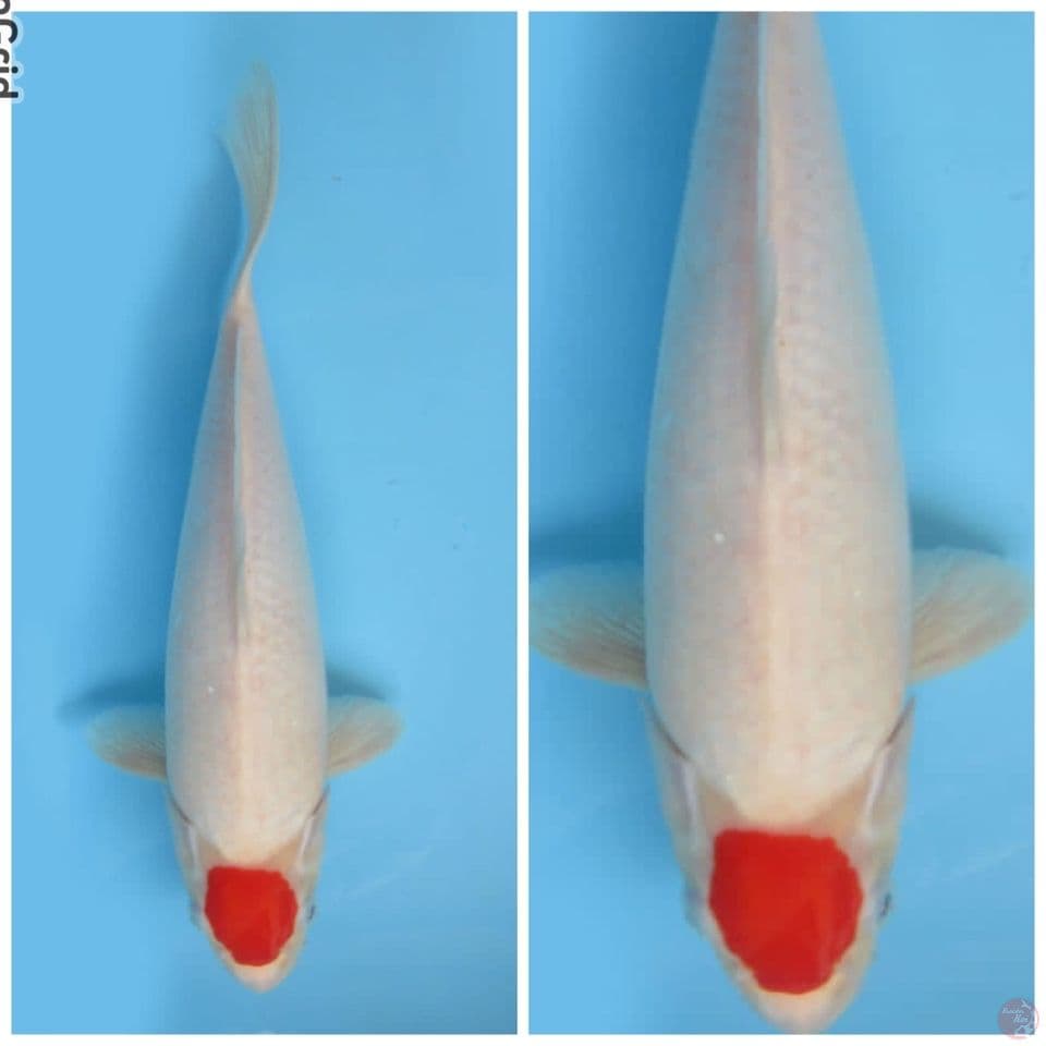 Tancho kohaku F1 sakai ori 33