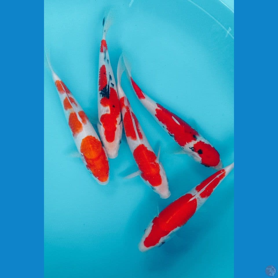 mix 27CM