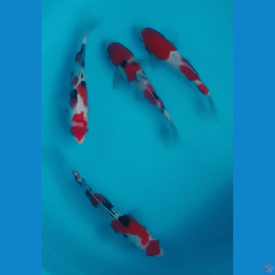 mix 23,25,27