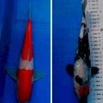 Kohaku, Tancho Showa Ginrin