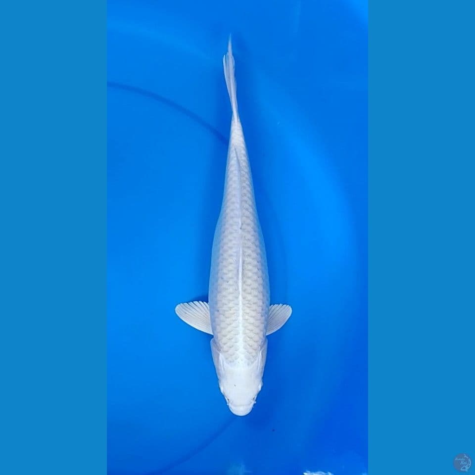 platinum size : 35 cm