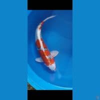 kujaku male 45cm