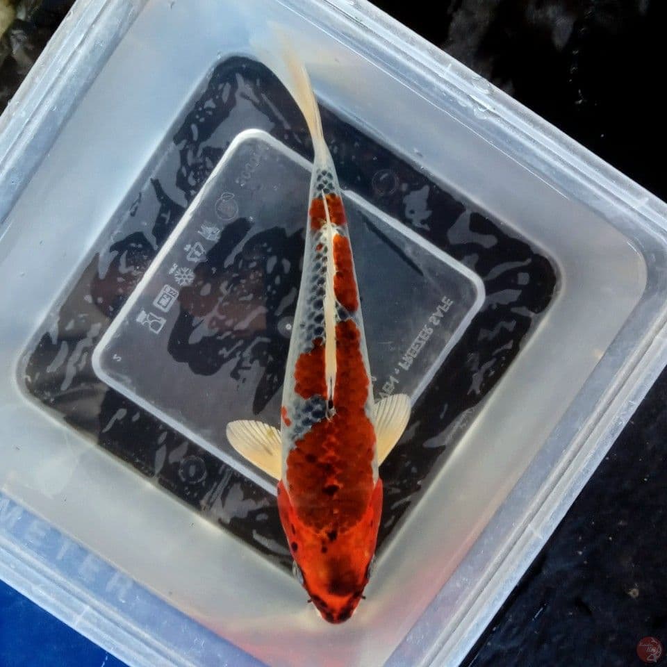 KUJAKU 21CM
